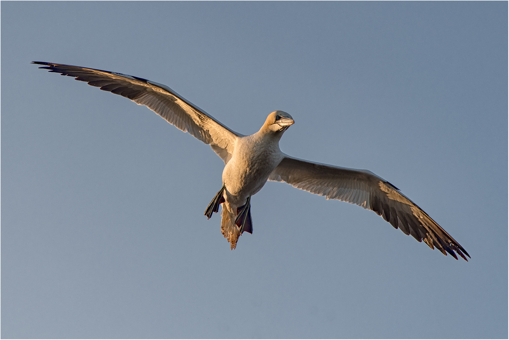 Morgens am Vogelfelsen.....