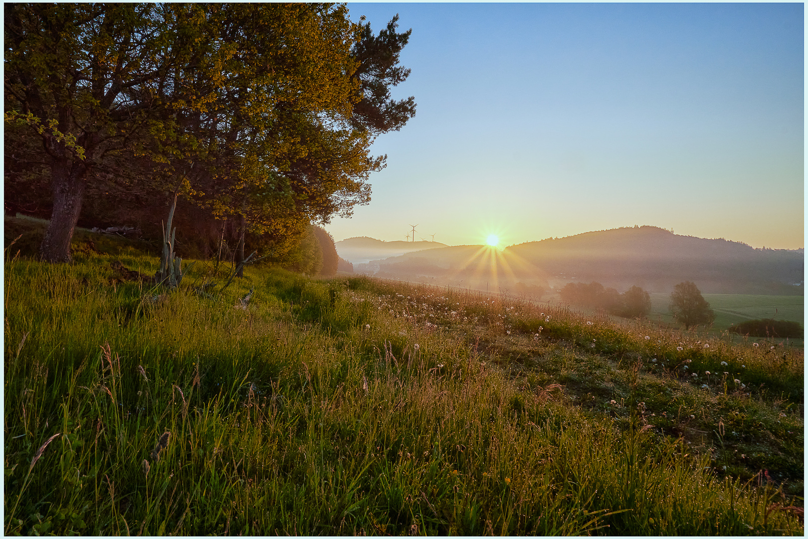 Morgens am Waldrand