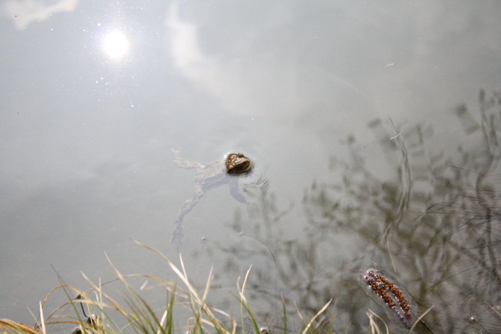 morgens am Wasser