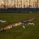 Morgens am Wassergraben