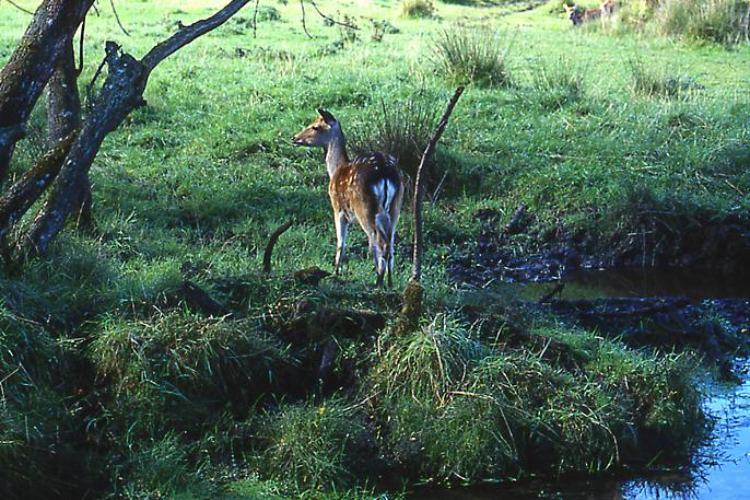 Morgens am Wasserloch