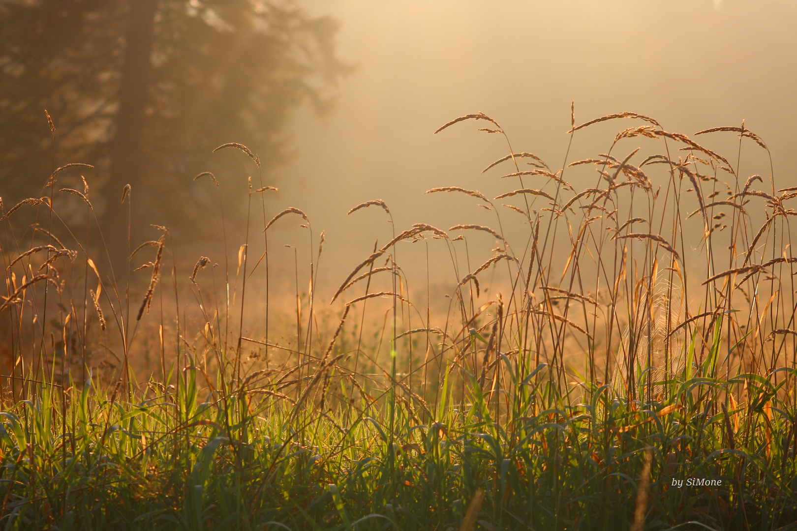 Morgens am Wegesrand