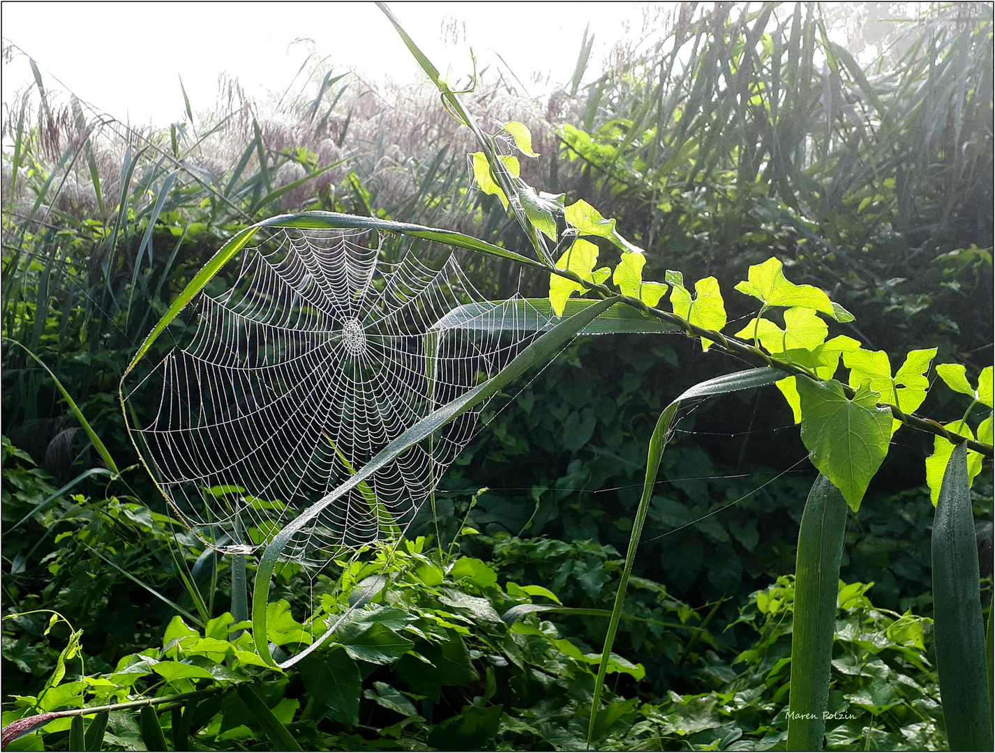 Morgens am Wegesrand