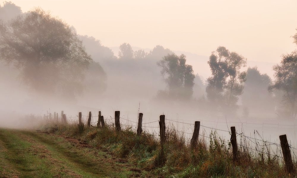 morgens am Weidezaun