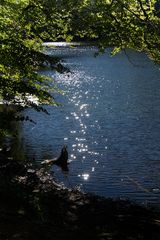 Morgens am Weiher