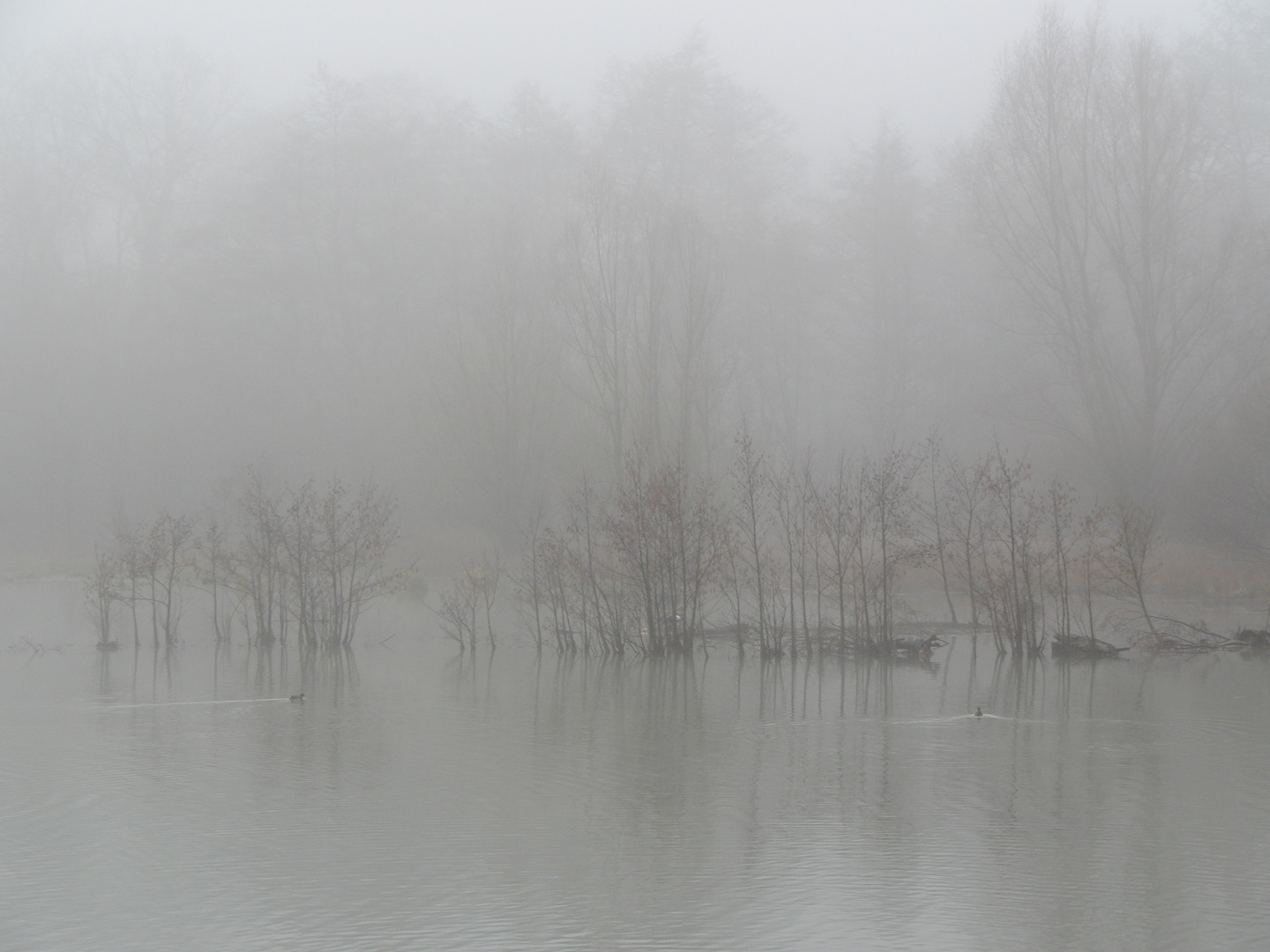 Morgens am Weiher