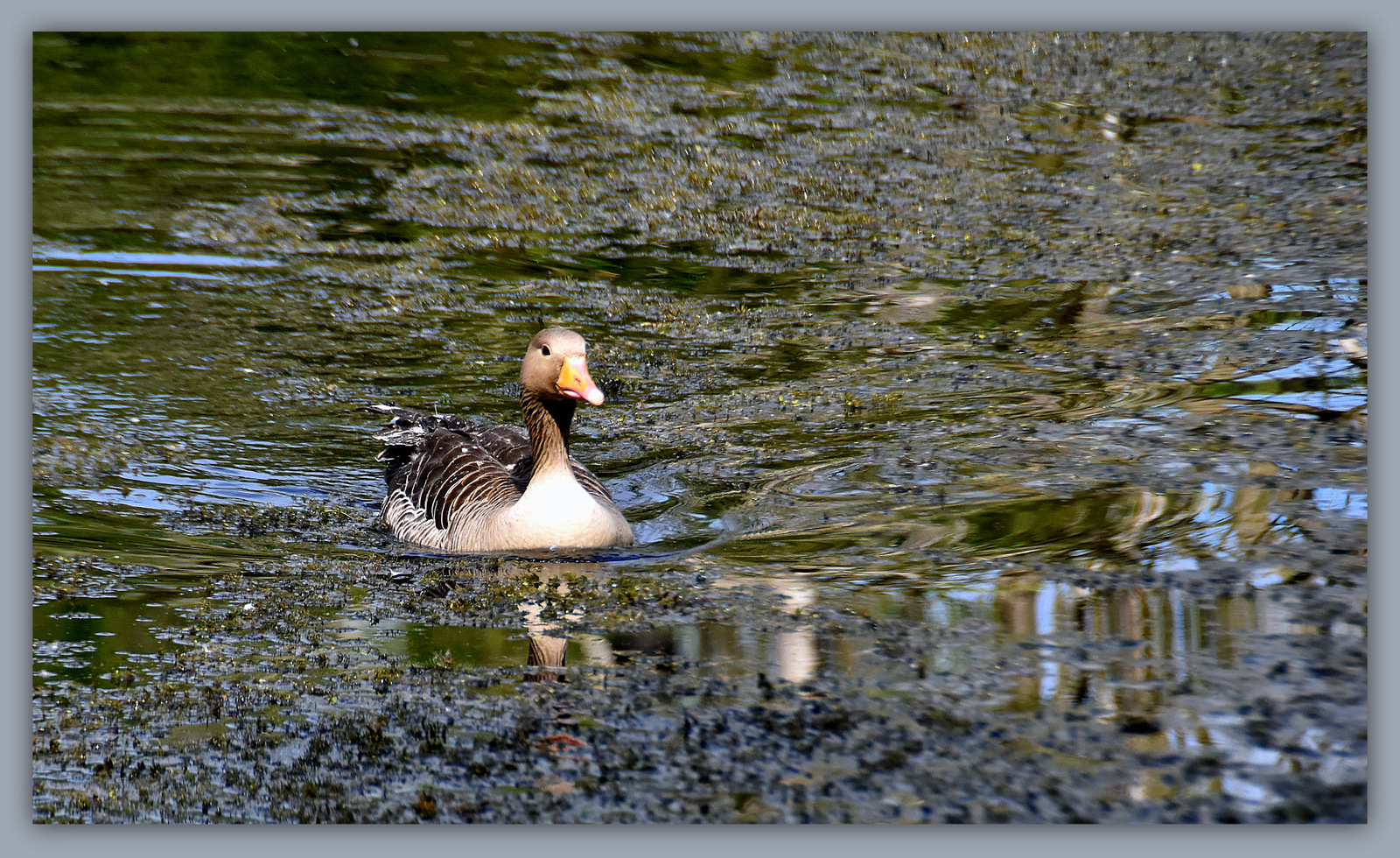 .....morgens am Weiher.....