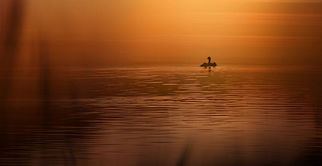 morgens am Weiher