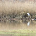 Morgens am Weiher OWL 2022-03-1