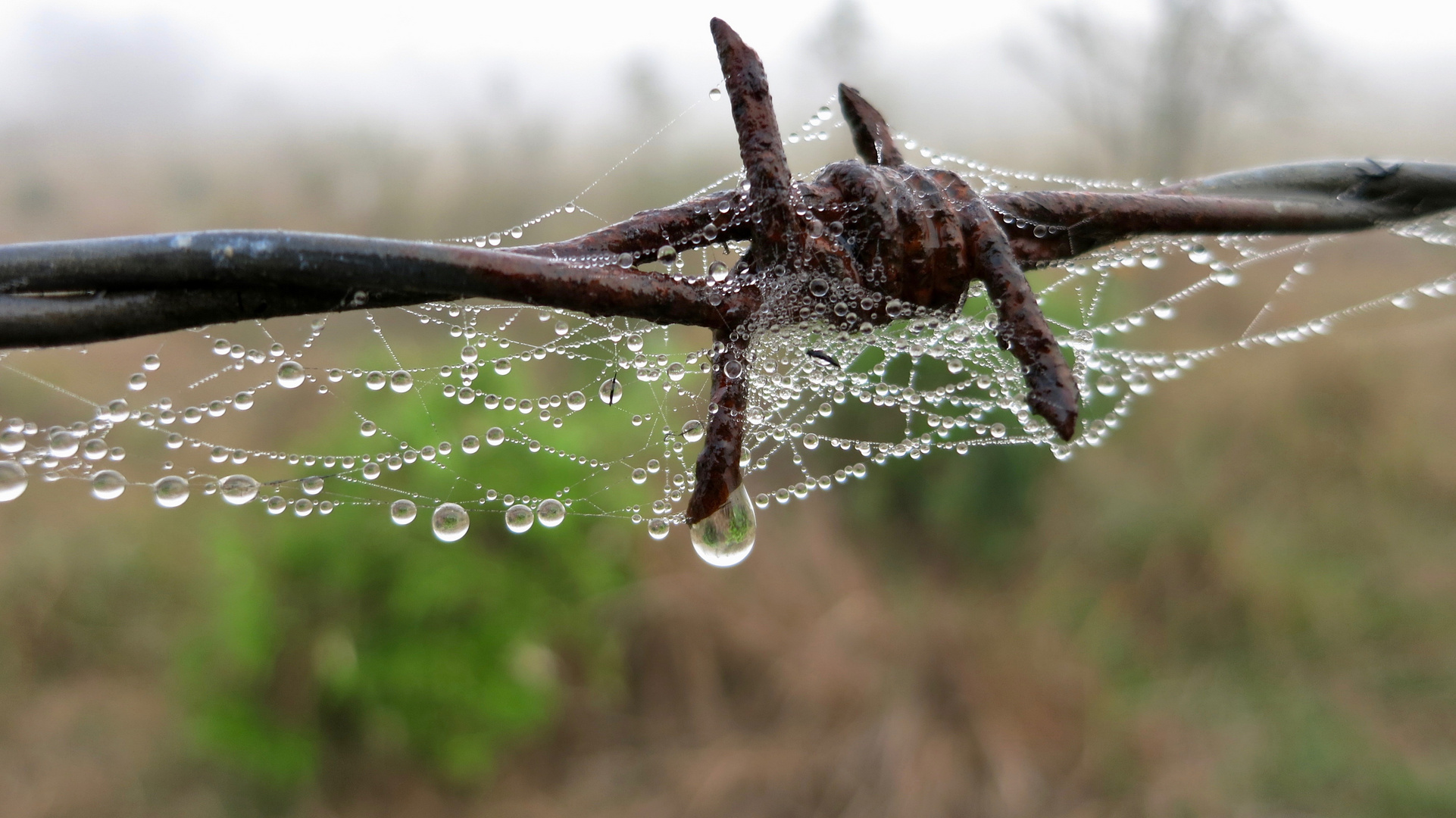 morgens am Zaun nach dem Regen