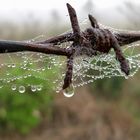 morgens am Zaun nach dem Regen