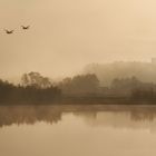 Morgens an der Donau 