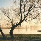 Morgens an der Elbe