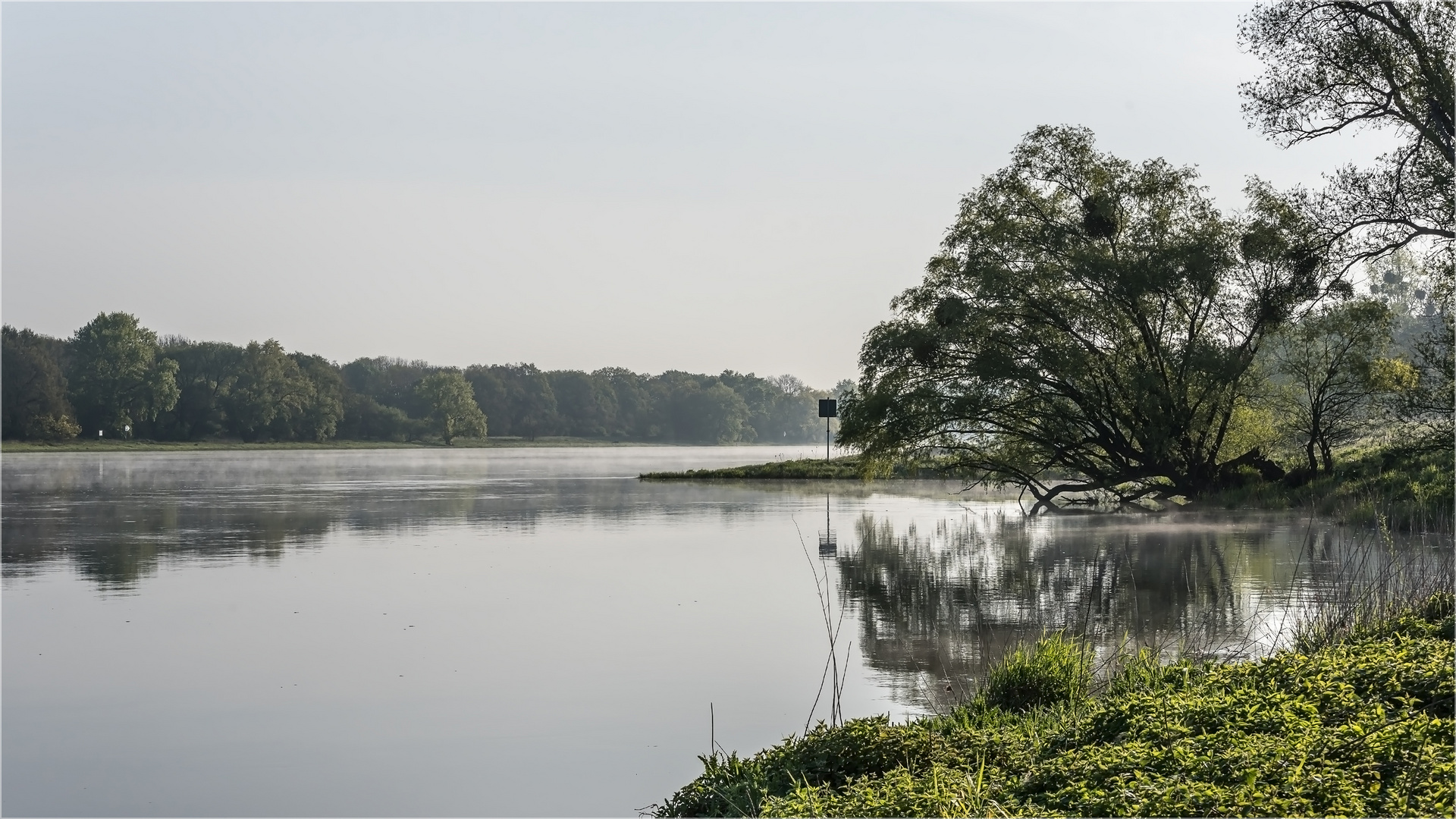 Morgens an der Elbe