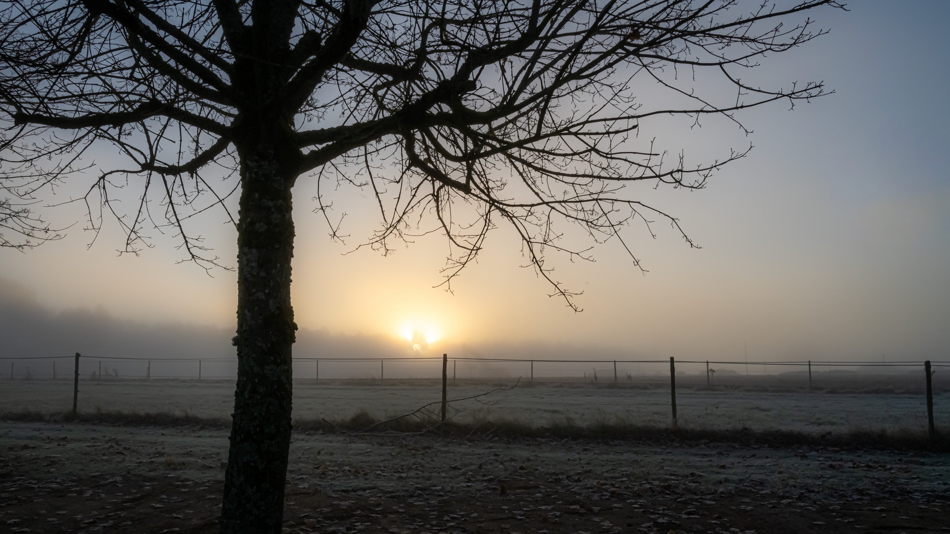 Morgens an der Koppel