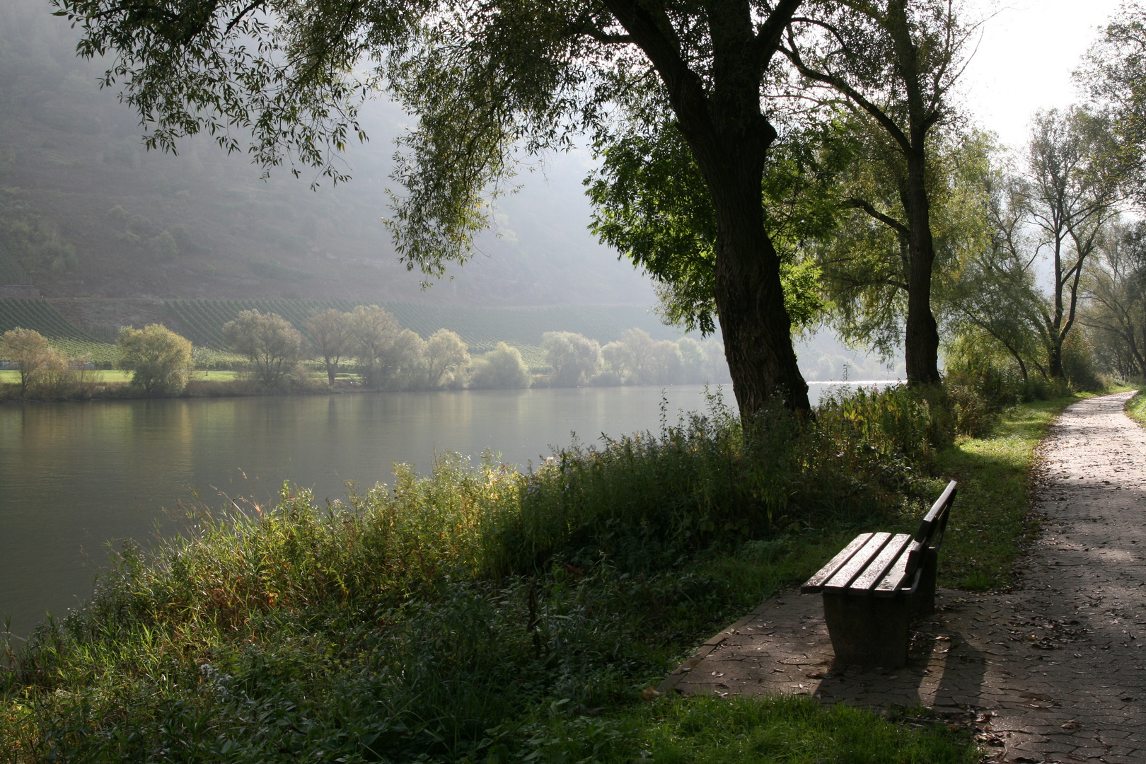 Morgens an der Mosel