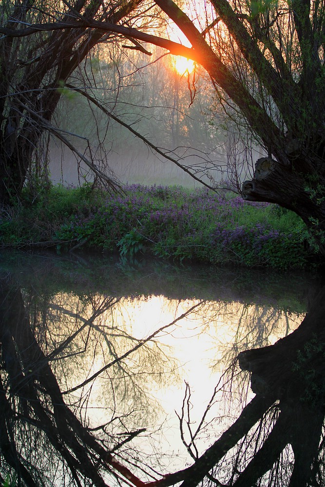 Morgens an der Oker