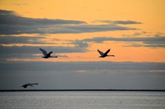 Morgens an der Schlei