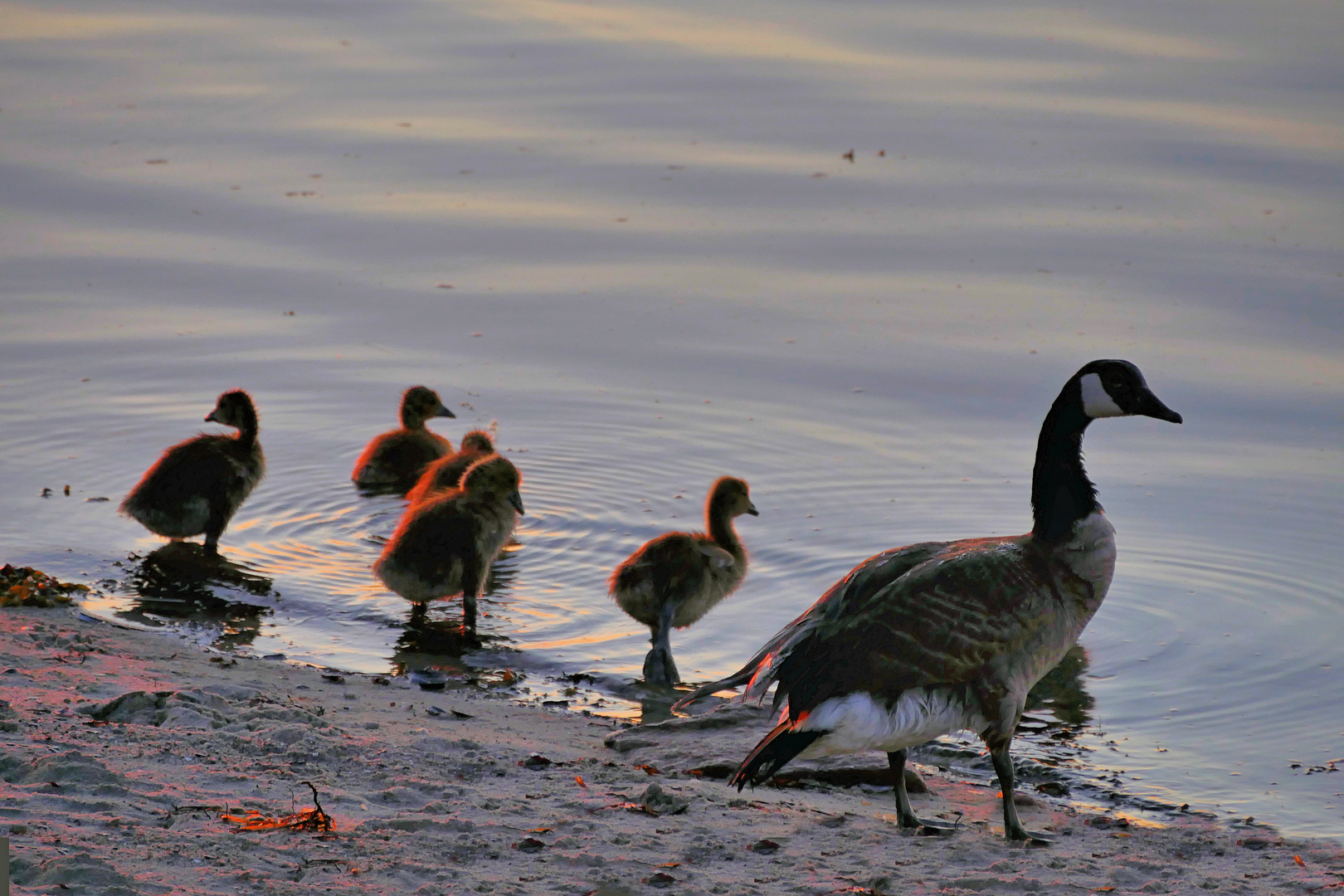 morgen`s an der  SCHLEI