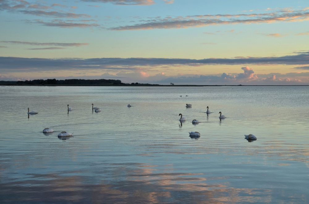 Morgens an der Schlei