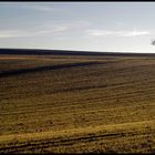 morgens auf dem acker