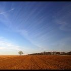 Morgens auf dem Acker