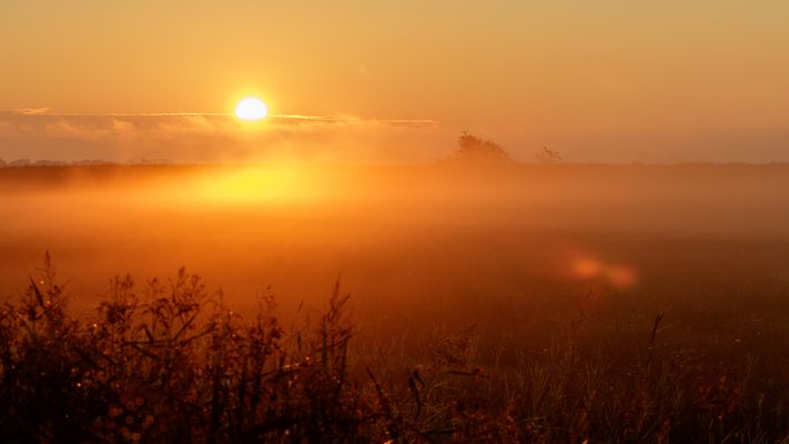 morgens auf dem Darß