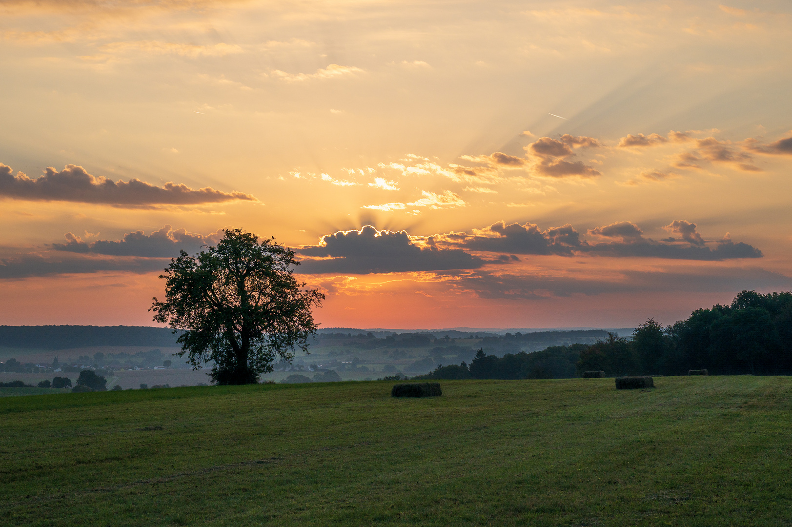 Morgens auf dem Feld…