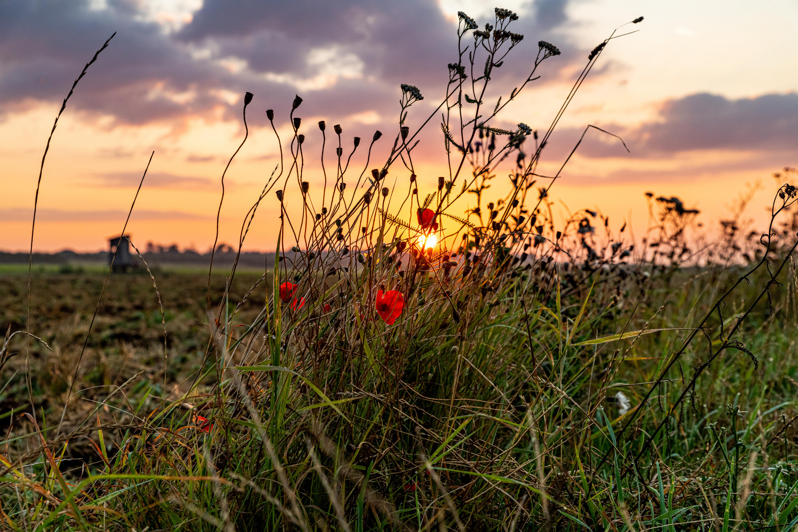 Morgens auf dem Feld