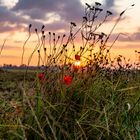 Morgens auf dem Feld