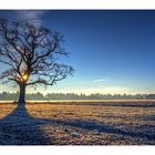 Morgens auf dem Feld...