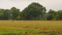 Morgens auf dem Feld