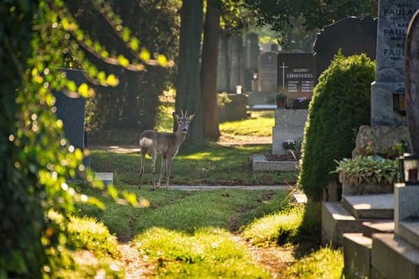Morgens auf dem Friedhof