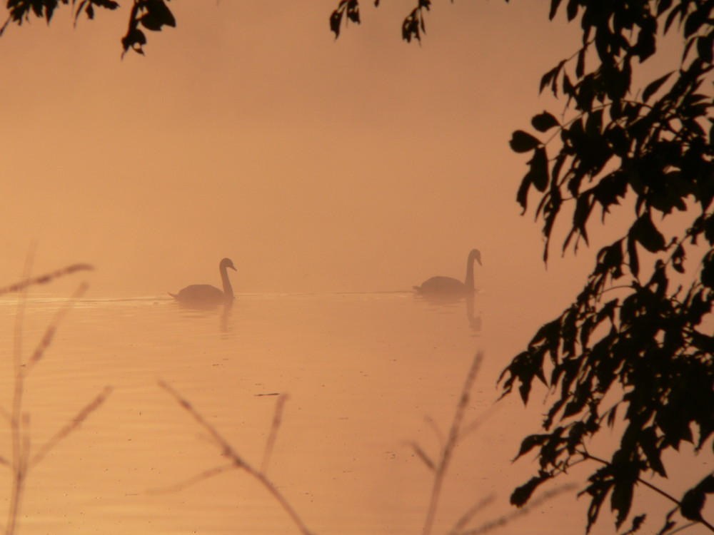 Morgens auf dem Neckar