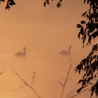 Morgens auf dem Neckar