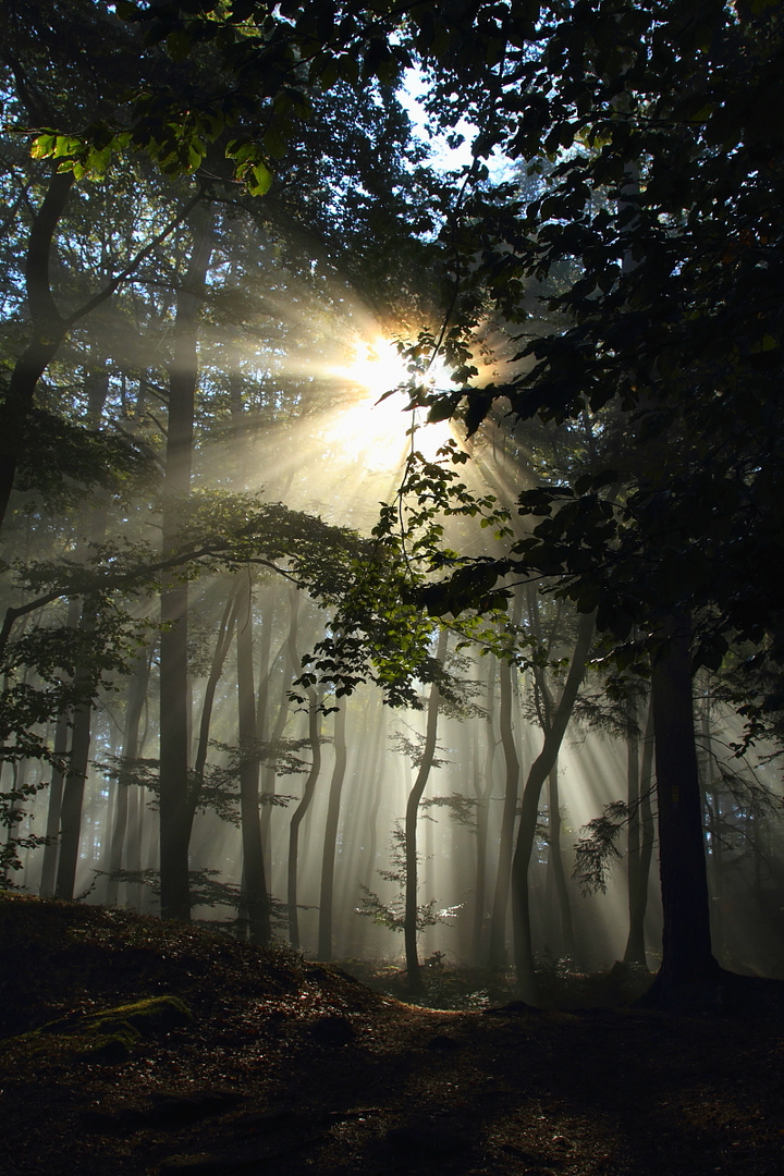 Morgens auf den Lämmerfelsen bei Dahn