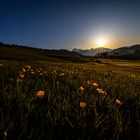 Morgens auf der Alm