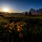 Morgens auf der Alm