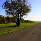 " Morgens auf der Alm "