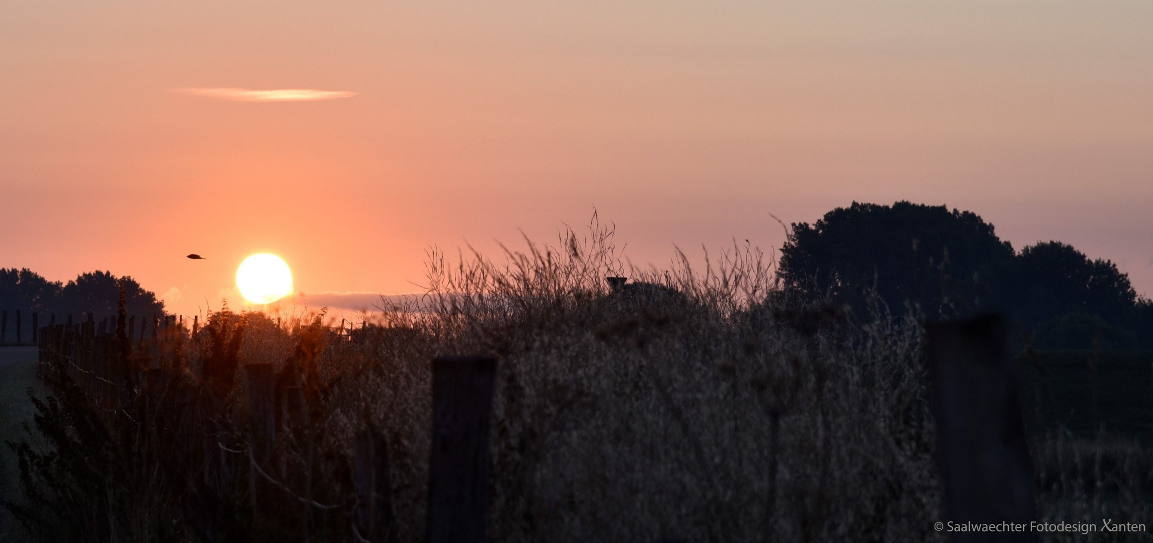 Morgens auf der Bislicher Insel