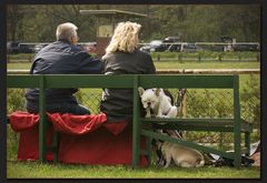 Morgens auf der Hunderennbahn...