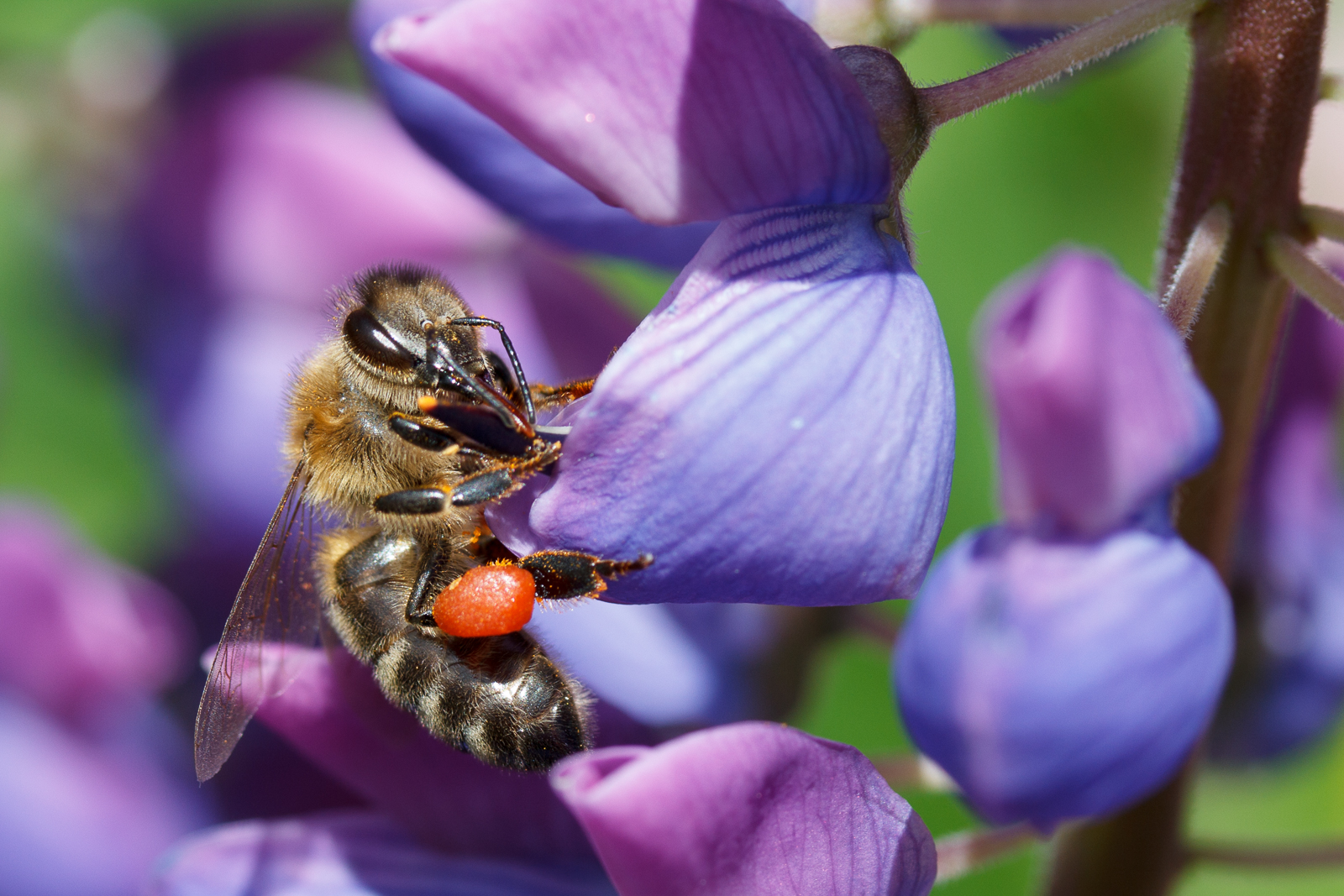 Morgens auf der Lupine