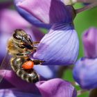 Morgens auf der Lupine