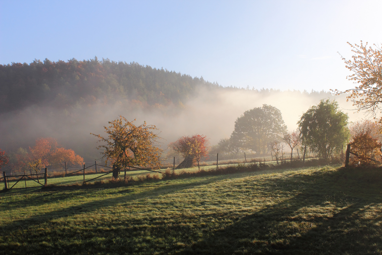 Morgens auf der Obstplantage