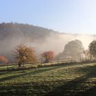 Morgens auf der Obstplantage