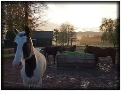 Morgens auf der Pferdekoppel