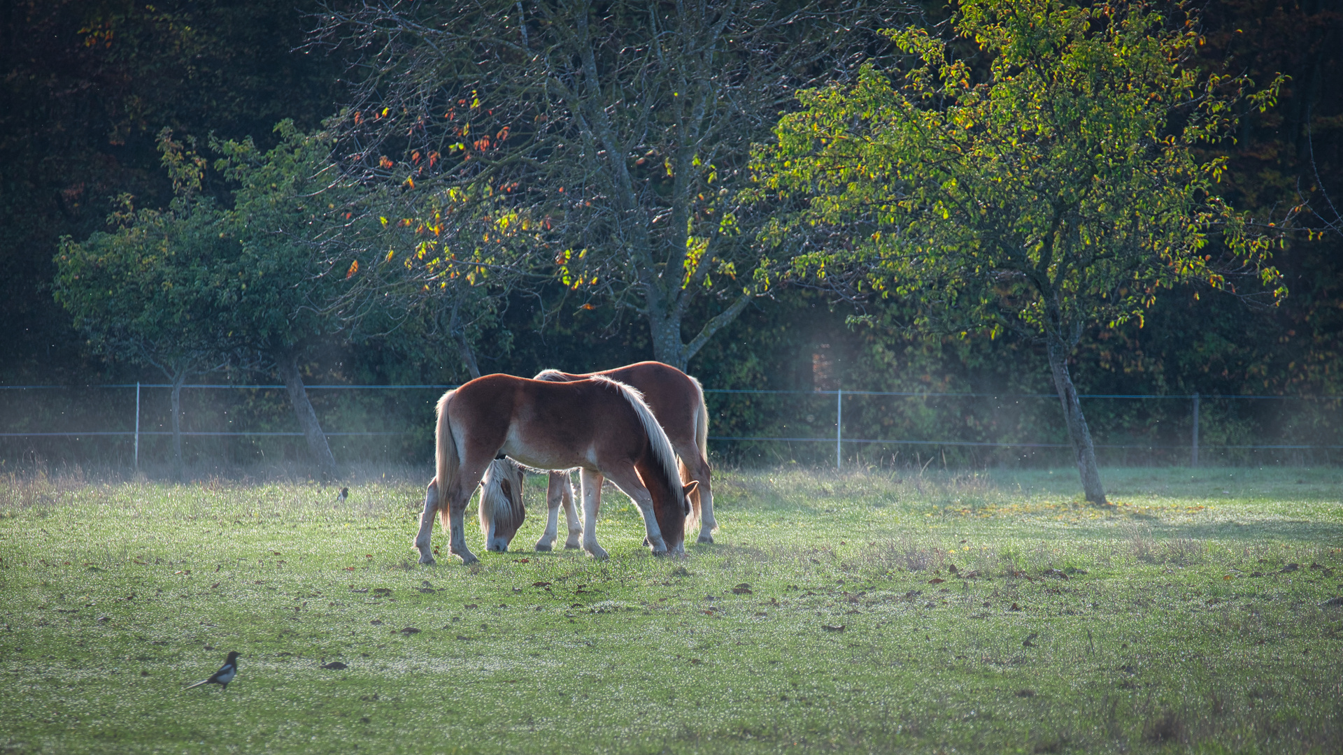 Morgens auf der Pferdewiese