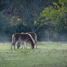 Morgens auf der Pferdewiese