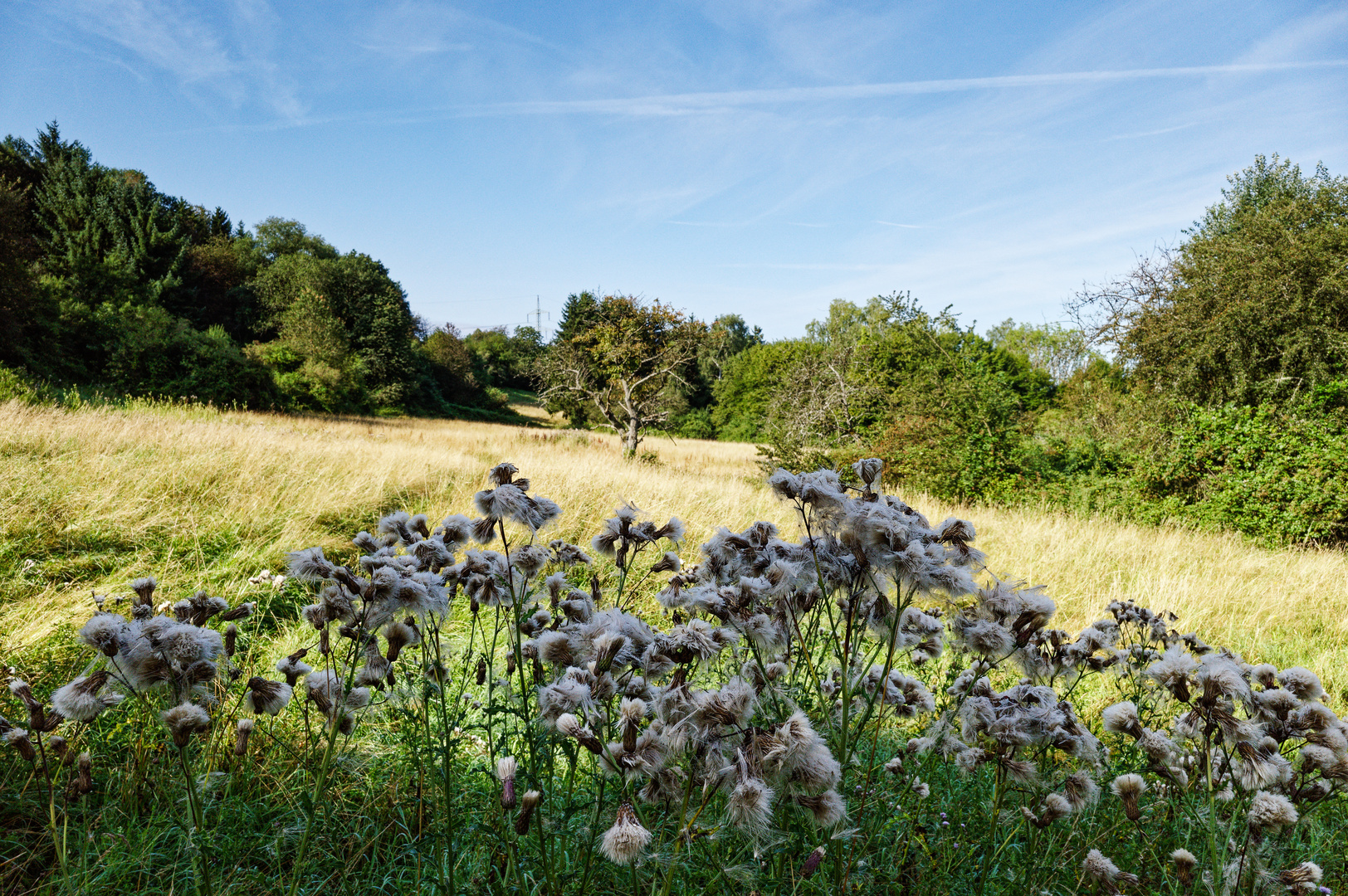 Morgens auf der Waldwiese