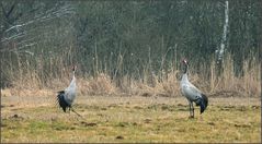 Morgens auf der Waldwiese